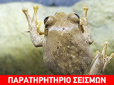 Γνωστό το φαινόμενο της “παρέλασης” των βατράχων στην Εγνατία Οδό